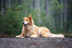 Collie-Mongrel