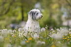 Sheltie-Poodle