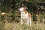 mongrel
