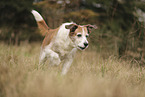 mongrel