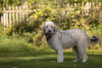 mongrel
