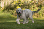 mongrel