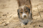 mongrel