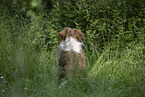 mongrel