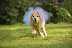 mongrel