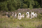 dogs