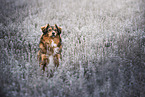mongrel