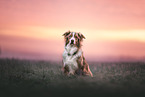 Australian-Shepherd-Border-Collie,
