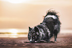 mongrel