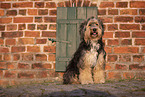 Powderpuff-Cocker-Spaniel