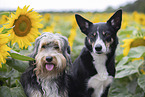dogs