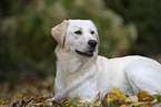 Golden-Retriever-Mongrel