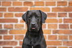 Labrador-Retriever-Mongel