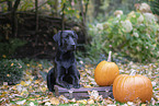 Labrador-Retriever-Mongel