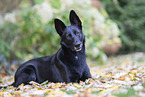 Shepherd-Mongrel