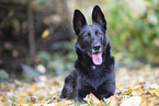 Shepherd-Mongrel