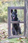 Shepherd-Mongrel