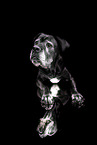 mongrel