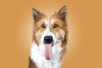 mongrel