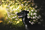 Shepherd-Mongrel