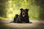 Leonberger-Mongrel