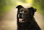 Leonberger-Mongrel