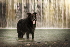 Leonberger-Mongrel