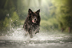 Leonberger-Mongrel