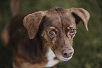 Bodeguero-Podenco