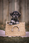 Mongrel Puppy
