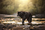 Labrador-Mongrel