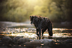 Labrador-Mongrel