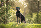 Labrador-Mongrel