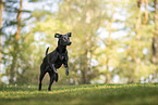 Labrador-Mongrel