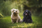mongrel dogs