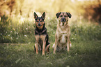 mongrel dogs