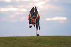 hound