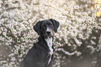 mongrel