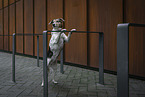 Pointer-Mongrel