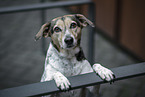 Pointer-Mongrel