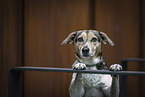 Pointer-Mongrel