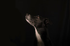 mongrel