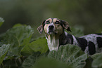 Pointer-Mongrel