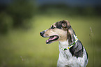Pointer-Mongrel