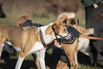 Dog with muzzle