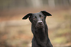 Doberman-Pinscher-Mongrel