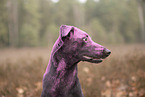 Doberman-Pinscher-Mongrel