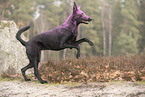 Doberman-Pinscher-Mongrel