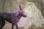 Doberman-Pinscher-Mongrel