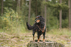 Cocker-Spaniel-Dachshund